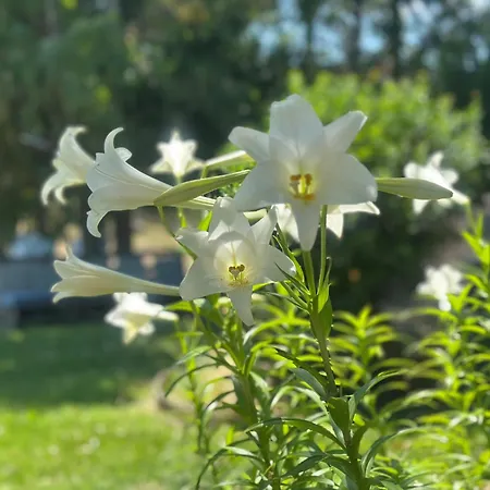 - Alebea - Όλμπια