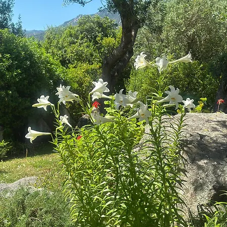 - Alebea - * Ольбия