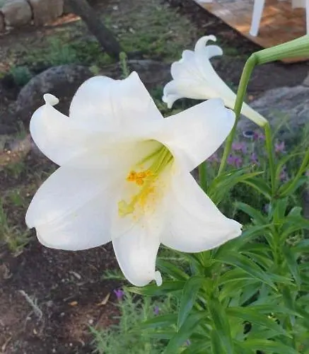 - Alebea - Semesterbostad Olbia