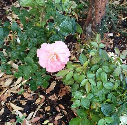 - Alebea - Holiday home